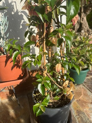 Buganvilla morada
