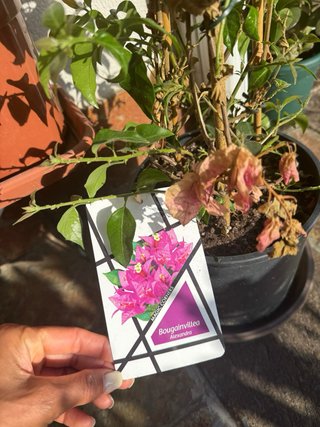 Buganvilla morada