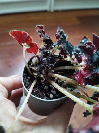 Begonia Black Mamba Planta