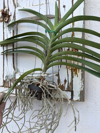 Orquídea Vanda Dr. Anek x Kulwadee Fragrance