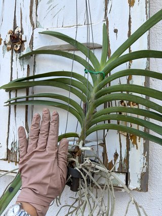 Orquídea Vanda Dr. Anek x Kulwadee Fragrance