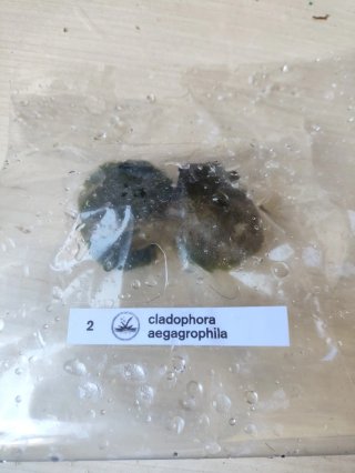 Cladophora Aegagrophila (Algas Marimo)