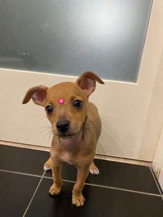 Peluqueria Canina y Felina a domicilio