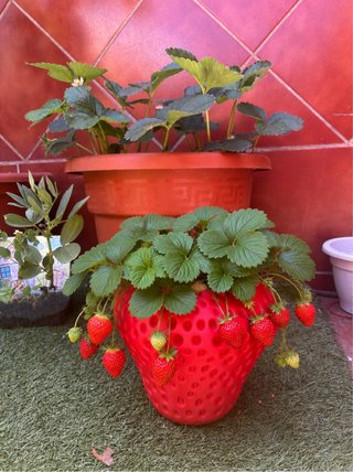 Maceta Fresa Roja Plástico