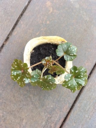 Begonia dregei