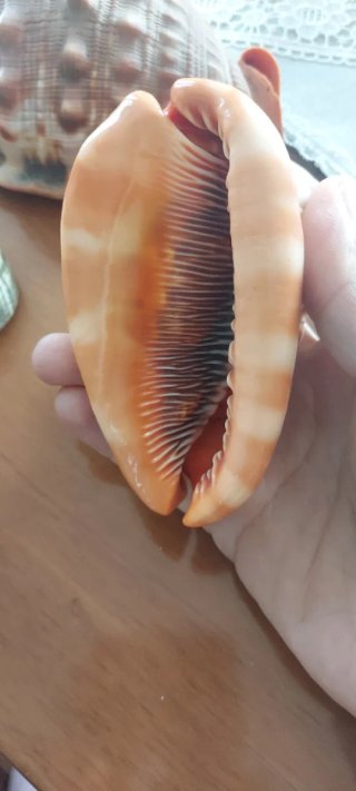 Conchiglie decorative