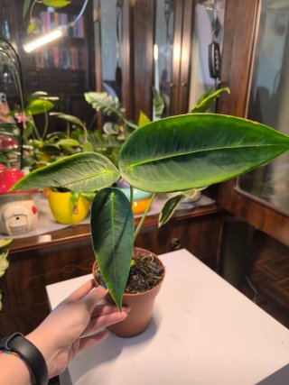 Anthurium peltigerum