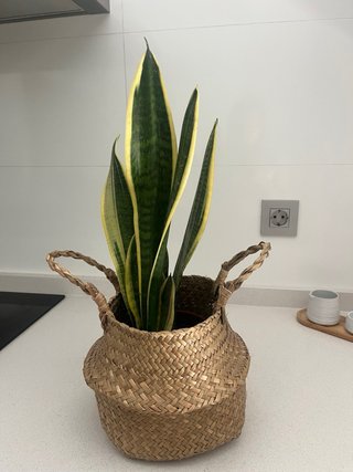 Macetero de yute con planta