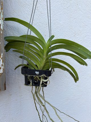 Orquídea Vanda coerulea