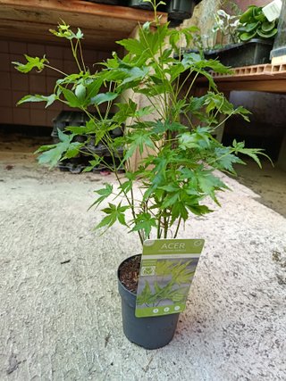 Acer palmatum GOING GREEN planta bonsai ARCE  Ø10