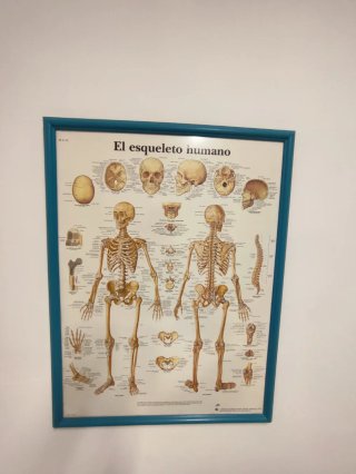 Póster Esqueleto Humano 3B Scientific