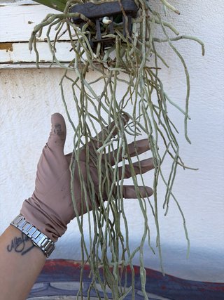 Orquídea Vanda Sonia Decacch No. 44