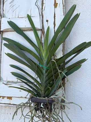 Orquídea Vanda Sonia Decacch No. 44