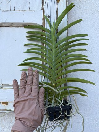 Orquídea Vanda x tessellata x Mimi Palmer