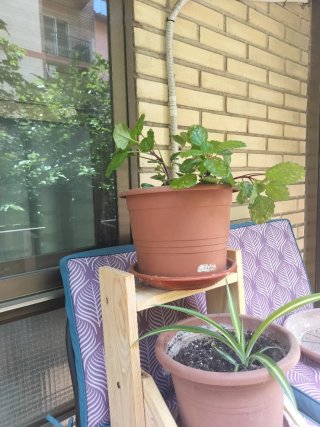 Escalera de madera para plantas