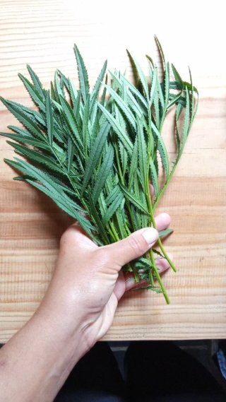 Huacatay (culinaria aromática)