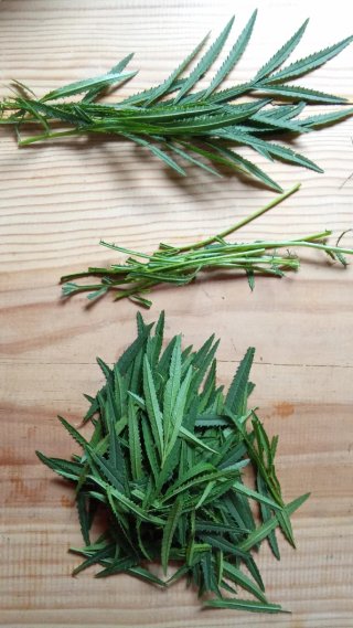 Huacatay (culinaria aromática)