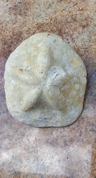1 Erizos de Mar Clypeaster Fossili