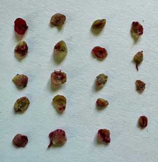 10semillas de Carissa Grandiflora Ciruela de Natal