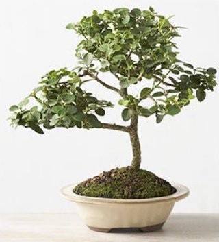 10semillas de Carissa Grandiflora Ciruela de Natal