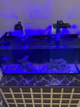 Acuario Marino 330L con Sump