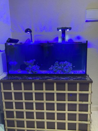 Acuario Marino 330L con Sump