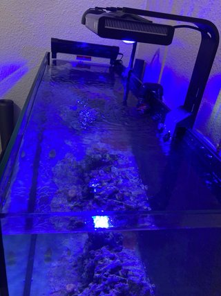 Acuario Marino 330L con Sump