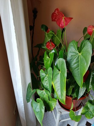 Plantas y jarrón