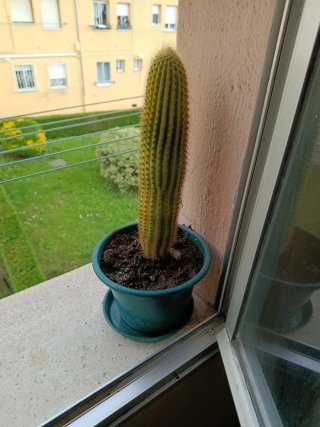 Plantas y jarrón