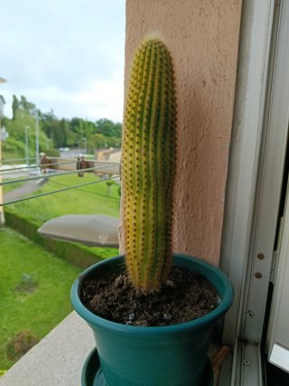 Plantas y jarrón