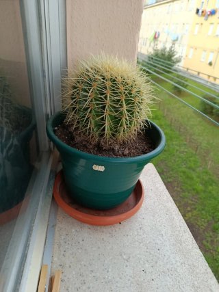 Plantas y jarrón