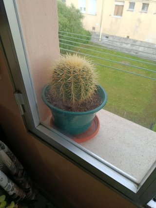 Plantas y jarrón