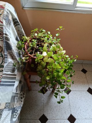 Plantas y jarrón