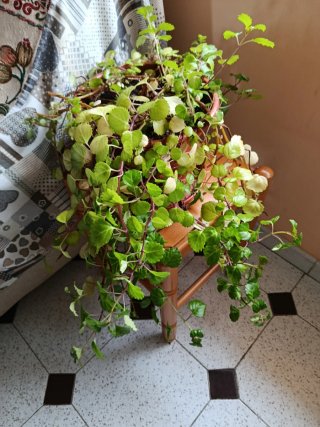 Plantas y jarrón