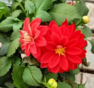 Set 3 Piante Dalia Dahlia