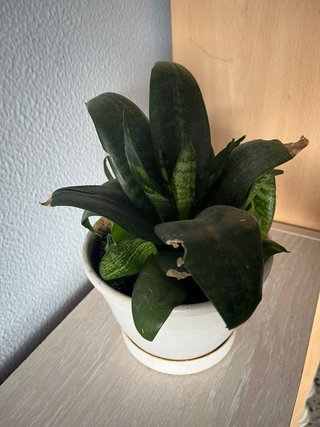 Lengua de Suegra Enana Planta