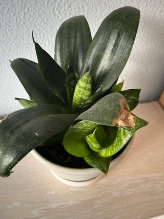 Lengua de Suegra Enana Planta