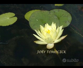 Ninfea gialla rustica Joey Tomocick