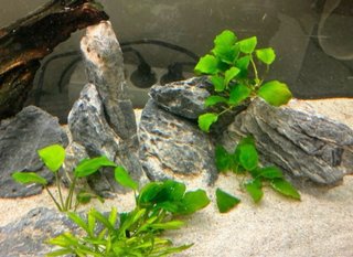 Lote 4 plantas Anubias