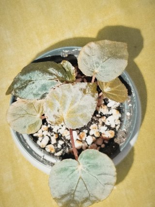 Begonia pavonina baby