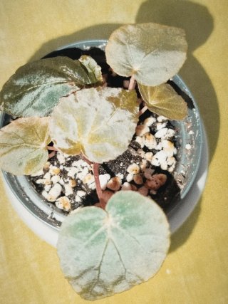 Begonia pavonina baby