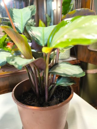 Calathea picturata Argentea