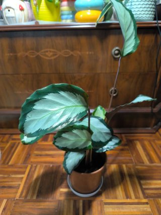 Calathea picturata Argentea