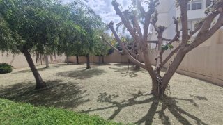 Servicios de poda y jardinería