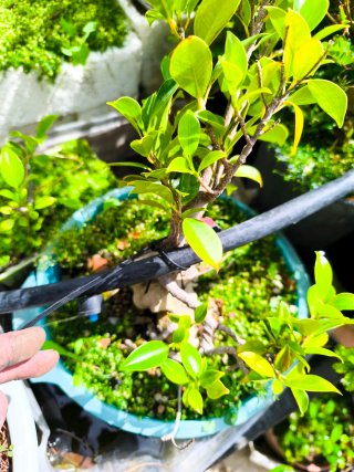 Ficus en roca