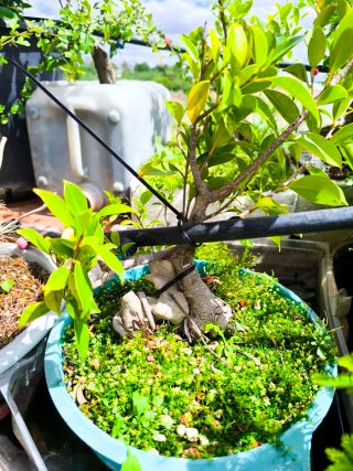Ficus en roca