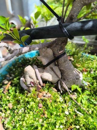 Ficus en roca