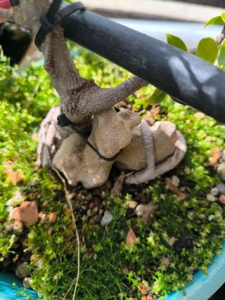 Ficus en roca