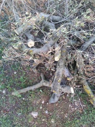 Troncos de olivo Gratis