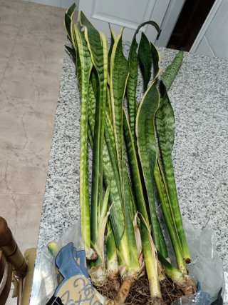 Lengua de suegra / Espada de San Jorge